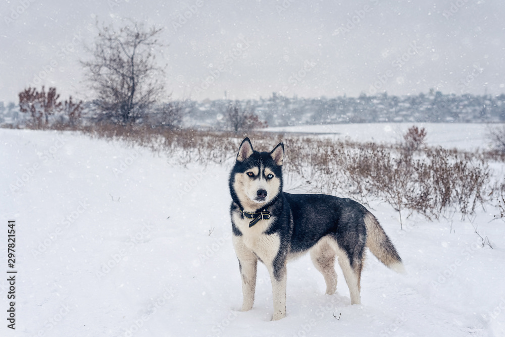 Bi-eyed husky stands on a snow in a winter countryside field