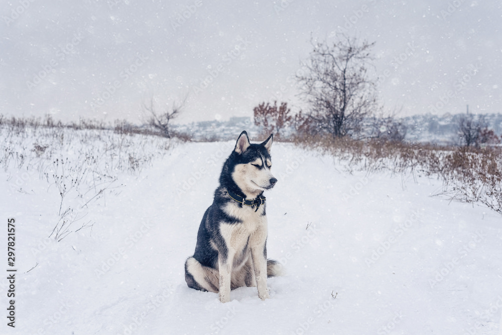 Bi-eyed husky dog sitting on a snow in a winter countryside field