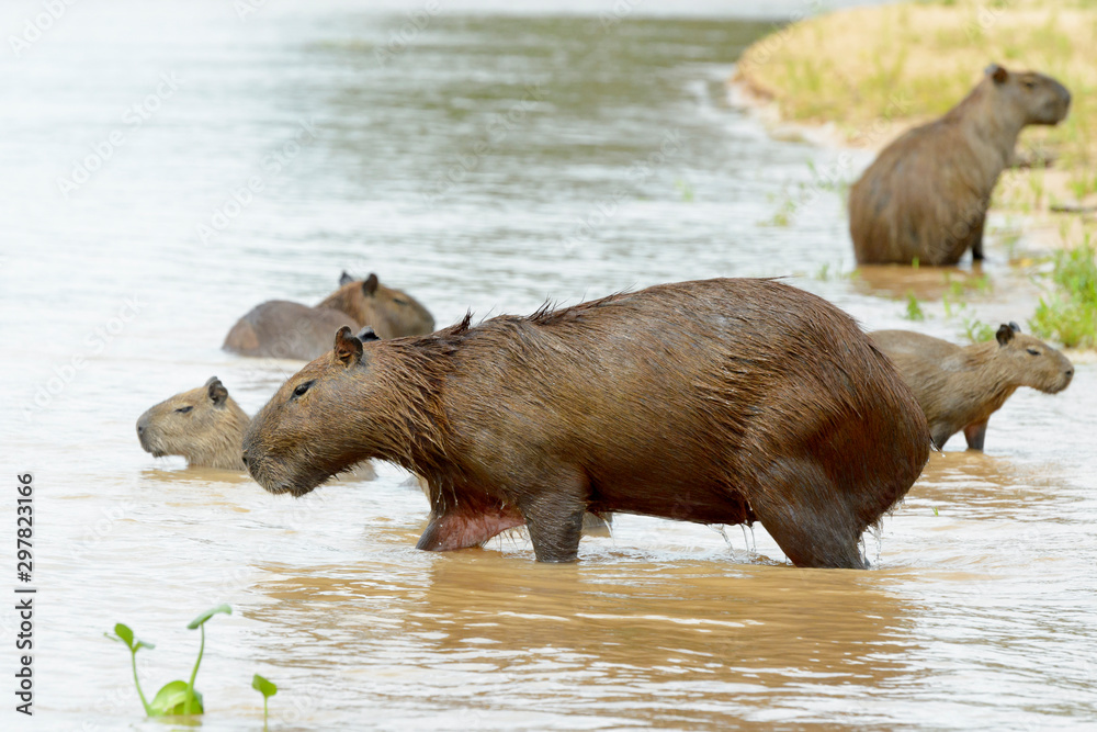 Capybara (Hydrochaeris hydrochaeris) family wading in river, Pantanal, Mato Grosso, Brazil