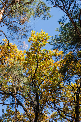 Autumn trees against a clear blue sky. Yellow oaks and tall green pine trees in the autumn park on a sunny day. Bright fall background. Vibrant colors