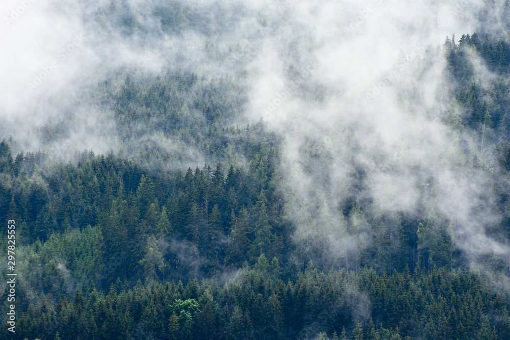 High altitude european forest in a summer foggy, misty day