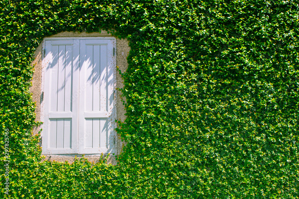Architecture of white window covered with green ivy at outside of buildings for gardening decoration. Architecture of white window covered with green ivy at outside of buildings for gardening decoration.