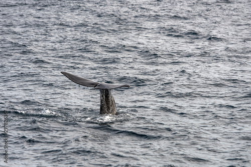 whale fluke of sperm whale diving at Andenes, Norway