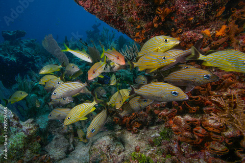 Photography A mixed school of fish underneath a sponge covered coral formation in the Florid