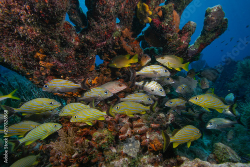 A mixed school of fis underneath a sponge covered foral formation in the Florida Keys © Tsado