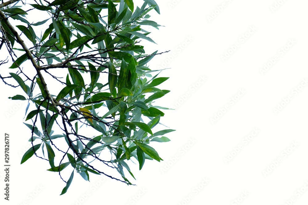 A bunch of tropical plant with leaves branches on white isolated background for green foliage backdrop A bunch of tropical plant with leaves branches on white isolated background for green foliage backdrop
