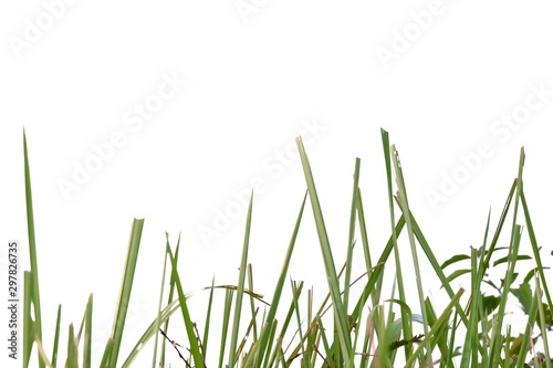 Wild grass plant leaves on white isolated background for green foliage backdrop 