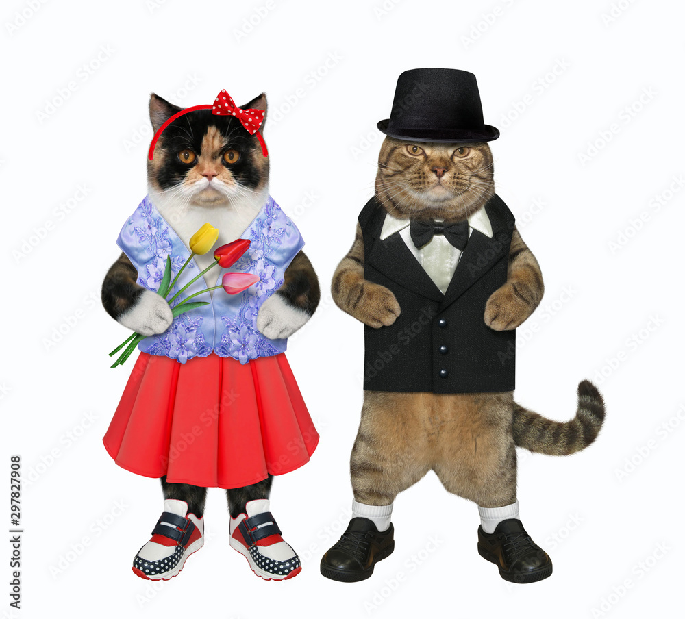 Fototapeta premium The two cats in love is walking together. One of them with a bouquet of tulips is dressed in a red skirt and a blue waistcoat and the other in a black suit and a hat. White background. Isolated.