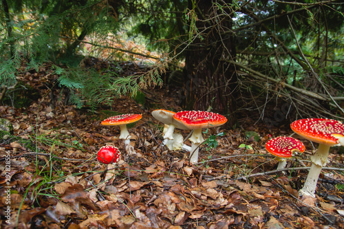 Amanita muscaria wild mushrooms 