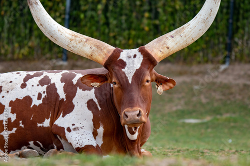 Ankole Longhorn Cattle/ankole Cow With Huge Horns. photo
