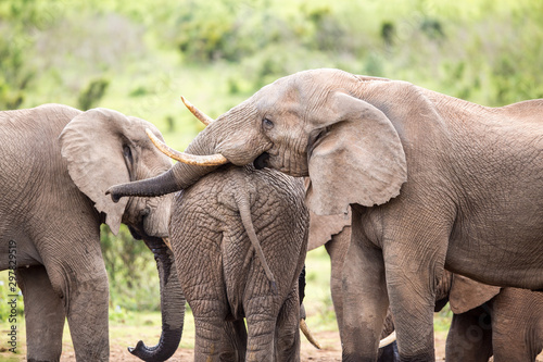 An Elephant resting it s head on the back or bum of another elephant with some other family members standing around.