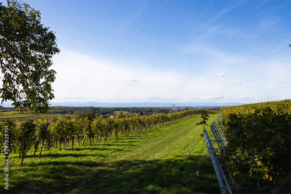 Vineyards in the Black Forest near Muellheim in late summer