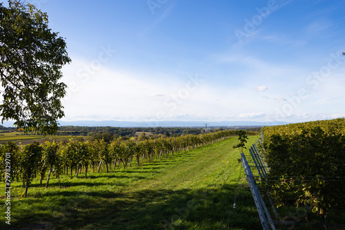 Vineyards in the Black Forest near Muellheim in late summer