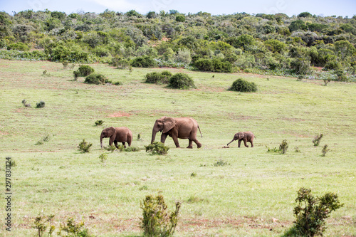 A small family group of three elephants are walking in the wilderness. The youngest in the back. Open green fields.