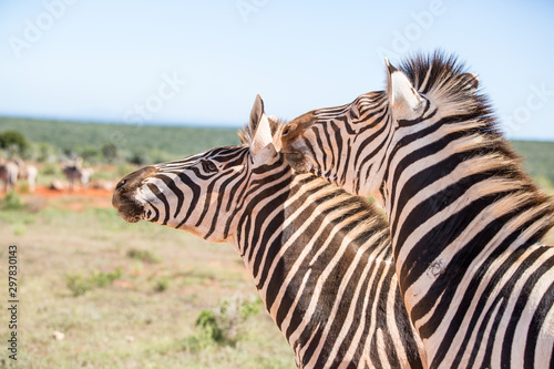 Two Zebras. The one seemingly giving the other one a kiss behind it s ear  eyes wide open.