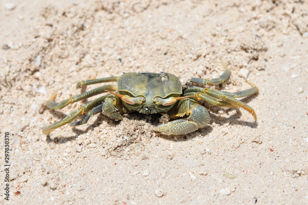Crab on the sand beach. Zanzibar, Tanzania, Africa