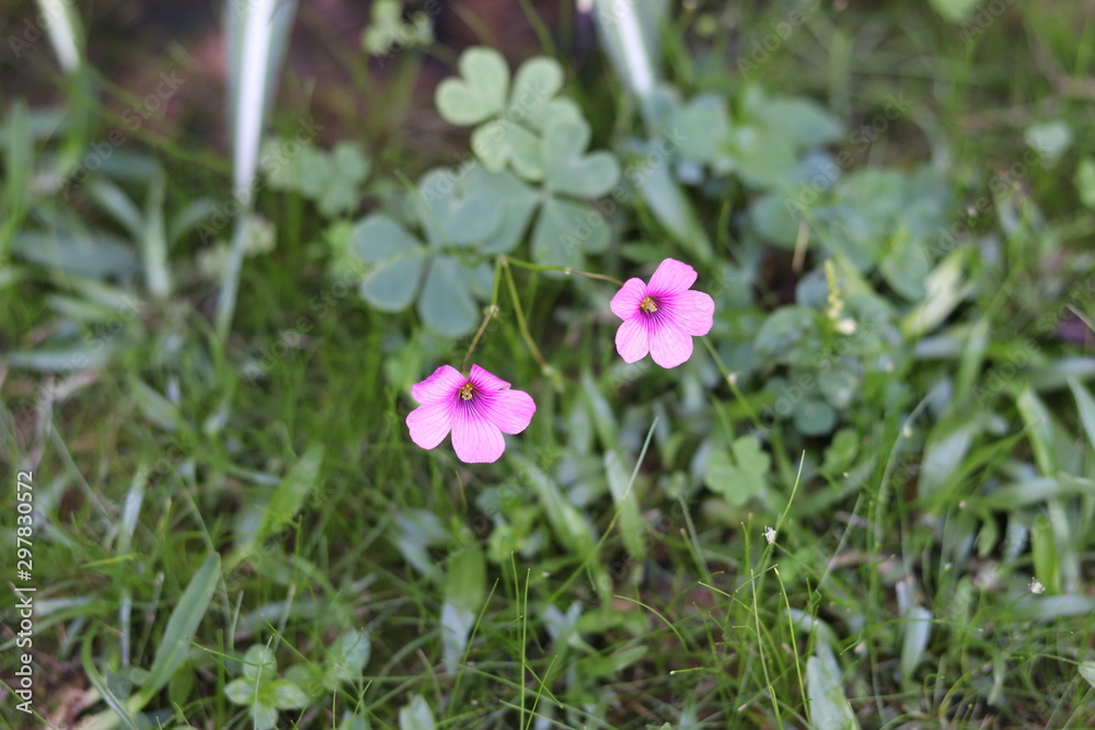 Beautiful garden flowers found in southern Brazil. Beautiful garden flowers found in southern Brazil.
