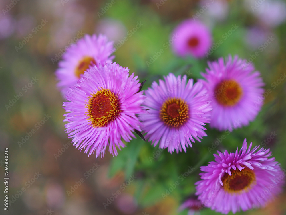 Small delicate Aster flowers in autumn on a blurred background. Beautiful picture for decoration and design closeup.