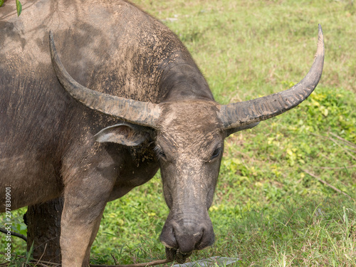 A sad looking water buffalo on a leashed and tied to the tree