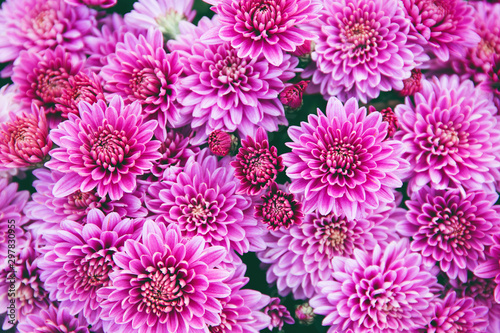 Chrysanthemum flowers  as a beautiful autumn background. Fall theme concept backdrop © Androlia