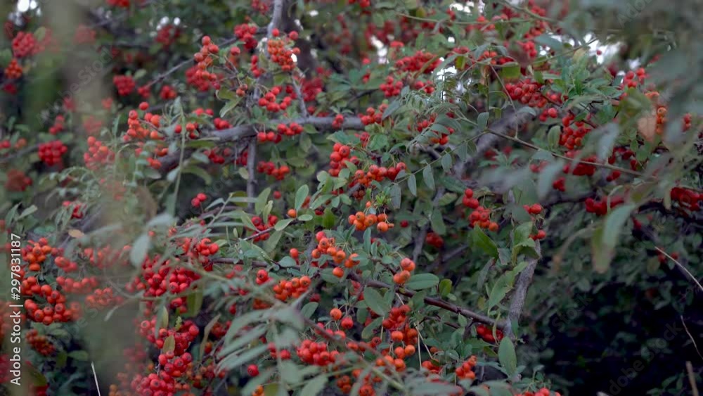 Autumn Pyracantha cluster on bush in autumn. Close up shot. Autumn Pyracantha cluster on bush in autumn. Close up shot.