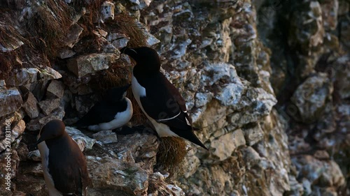 Fledgling Razorbill bird takes it's first hazardous jump from cliff face well after sunset. 