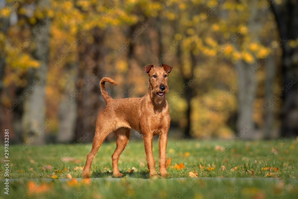 irish terrier dog standing in the park