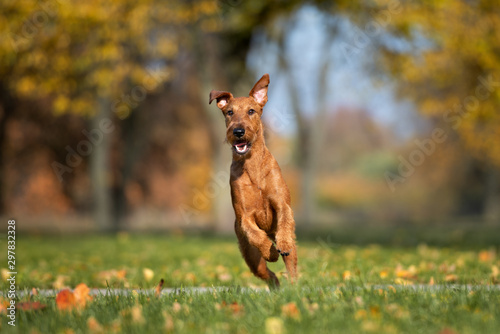 happy irish terrier dog running in the park in autumn