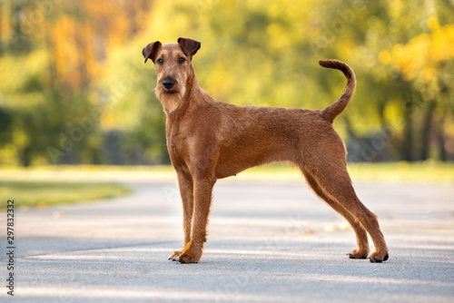 Canvas-taulu beautiful irish terrier dog standing in the park