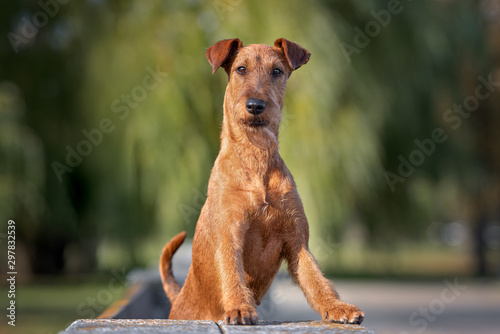 beautiful irish terrier dog portrait outdoors