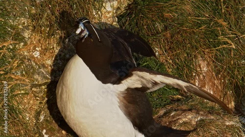 Razorbill Bird with beak full of sand eels on cliff face, close up.