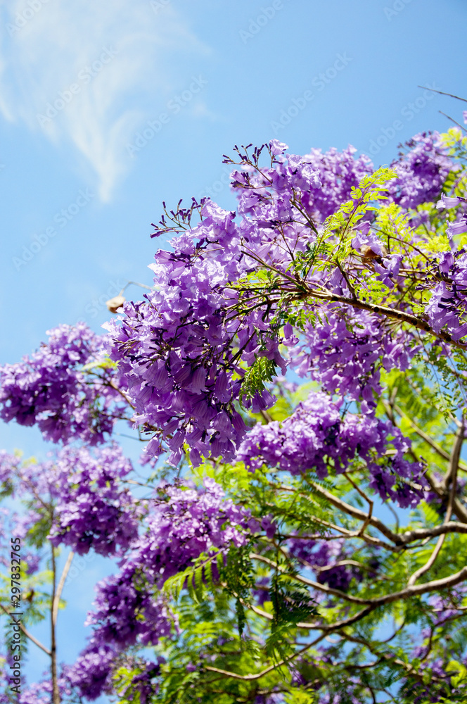 Jacaranda tree in a full bloom with beautiful purple flowers Jacaranda tree in a full bloom with beautiful purple flowers