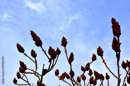 Staghorn sumac or Rhus typhina fruits