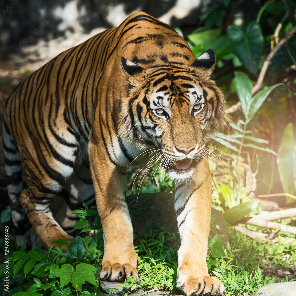 Naklejka premium Photos of tiger naturally.