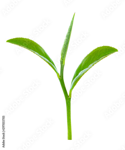 Green tea leaf isolated on white background © sathit