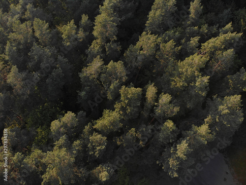 Beautiful panoramic photo over the tops of pine forest.