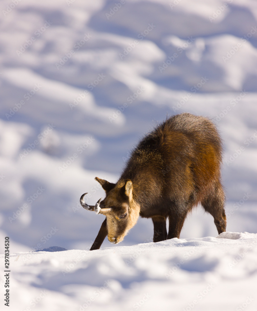 CHAMOIS - REBECO o SARRIO (Rupicapra rupicapra) CHAMOIS - REBECO o SARRIO (Rupicapra rupicapra)