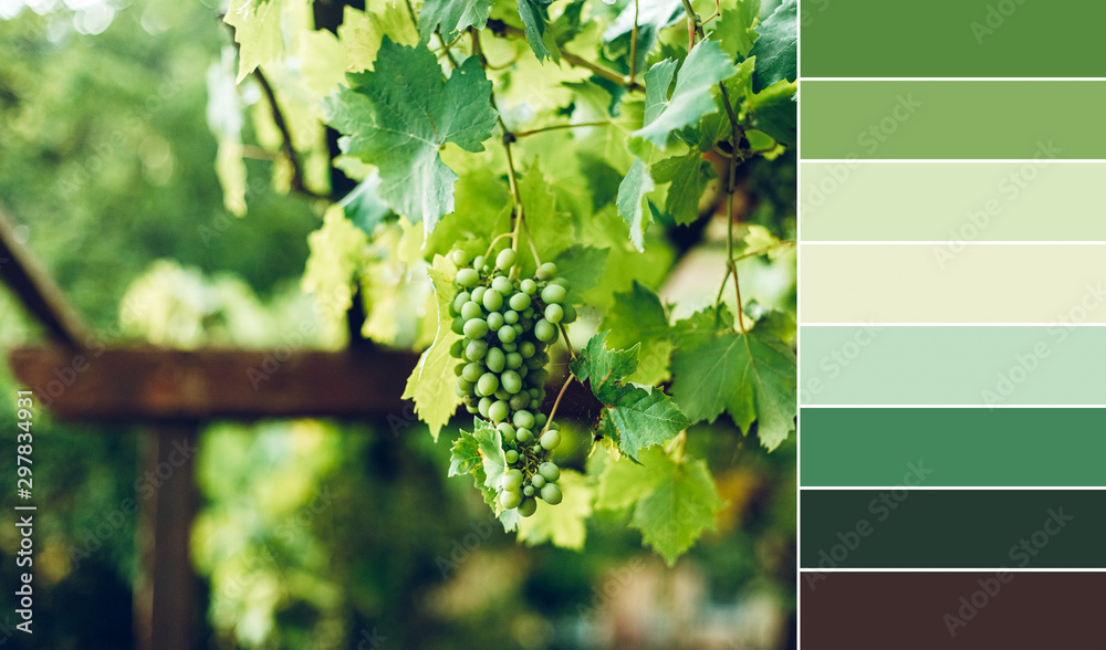 Color matching palette made from green grape brunch in garden Stock