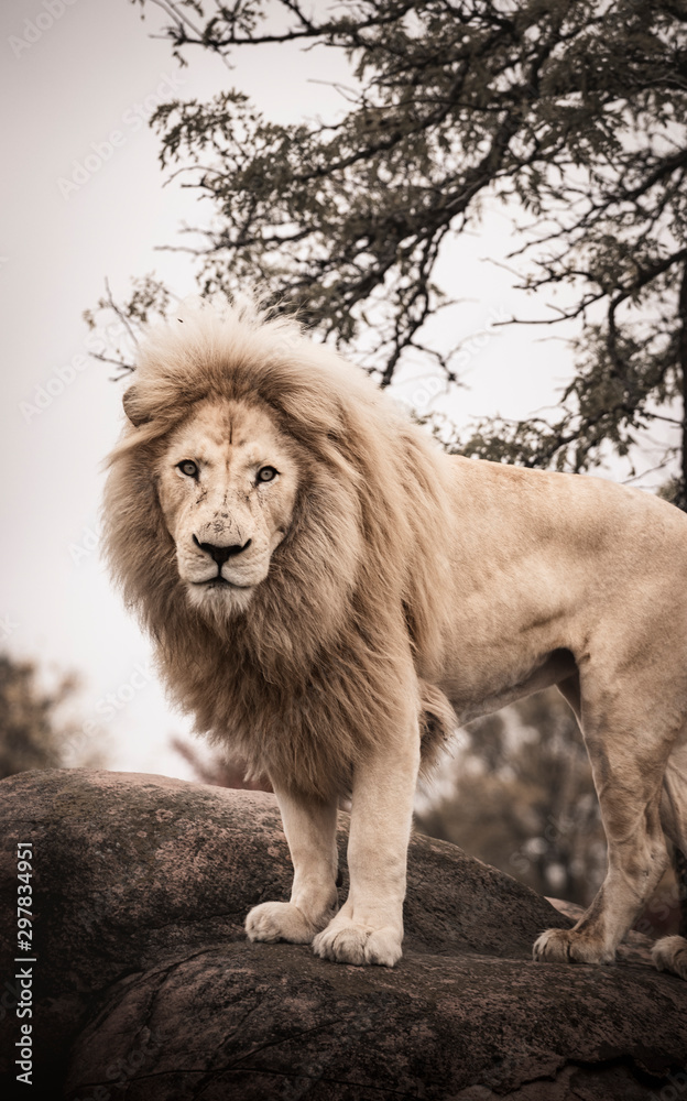 Obraz premium African Lion