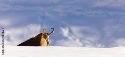 CHAMOIS - REBECO  o SARRIO (Rupicapra rupicapra) photo