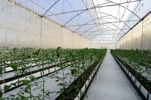 Cherry Tomato plant in a greenhouse