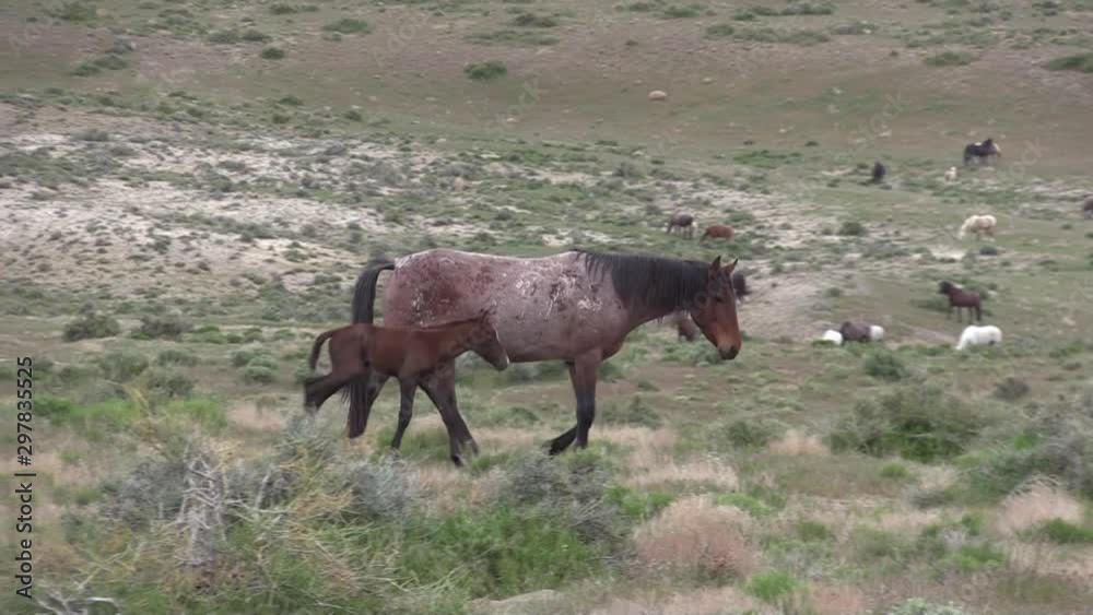 Wild Horse Mare and Foal in the Utah Desert Wild Horse Mare and Foal in the Utah Desert