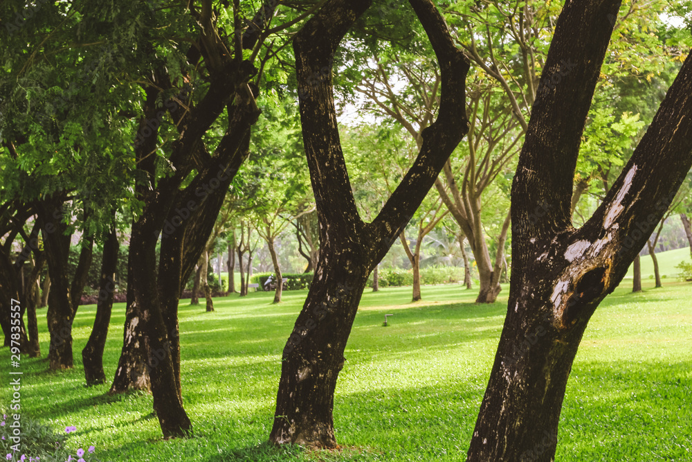 Obraz premium Beautiful pure sunrise morning in public park with green grass, tree and flower. Half moon park in Ho Chi Minh city, Vietnam.