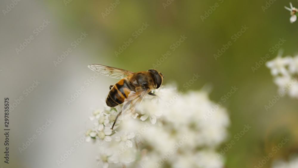 Close-up of bee on top of a flower petal Close-up of bee on top of a flower petal