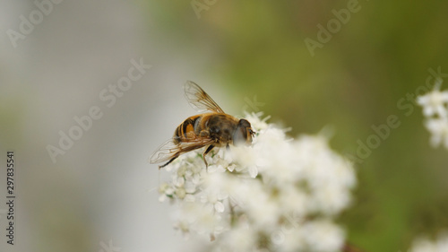 Bee harvesting nectar for honey in autumn