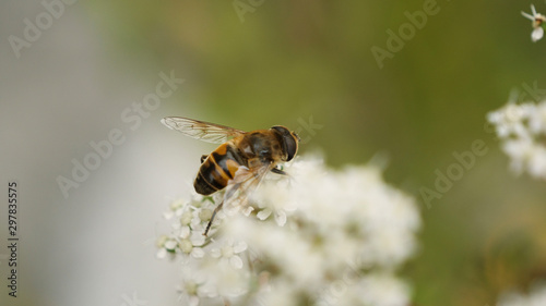 Close-up of bee on top of a flower petal © Glyph_stock