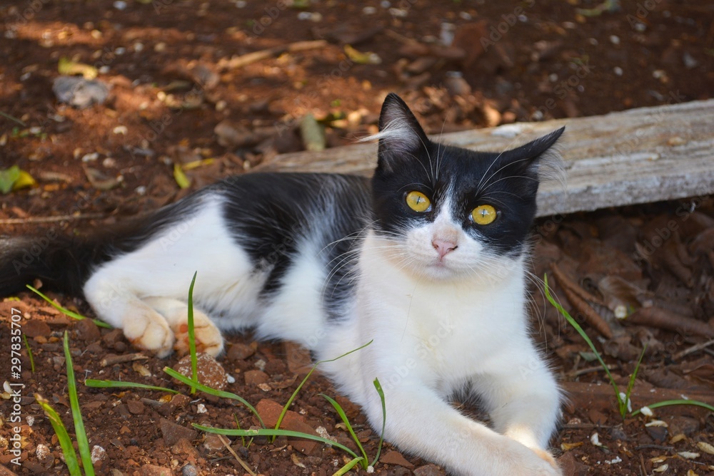cat in garden cat in garden
