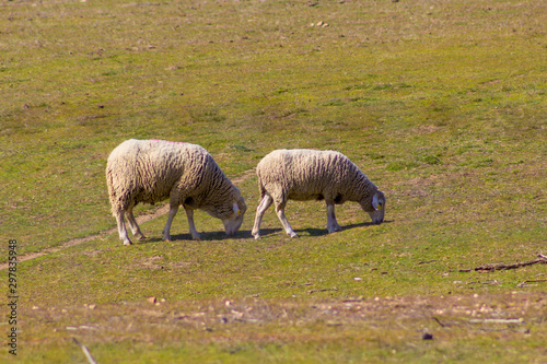 sheep grazing in the field