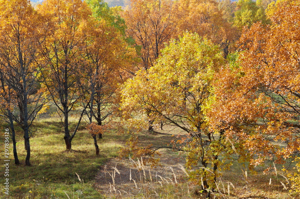 Autumn landscape with colorful trees