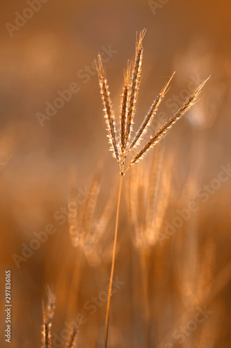 Grass in the golden light of evening